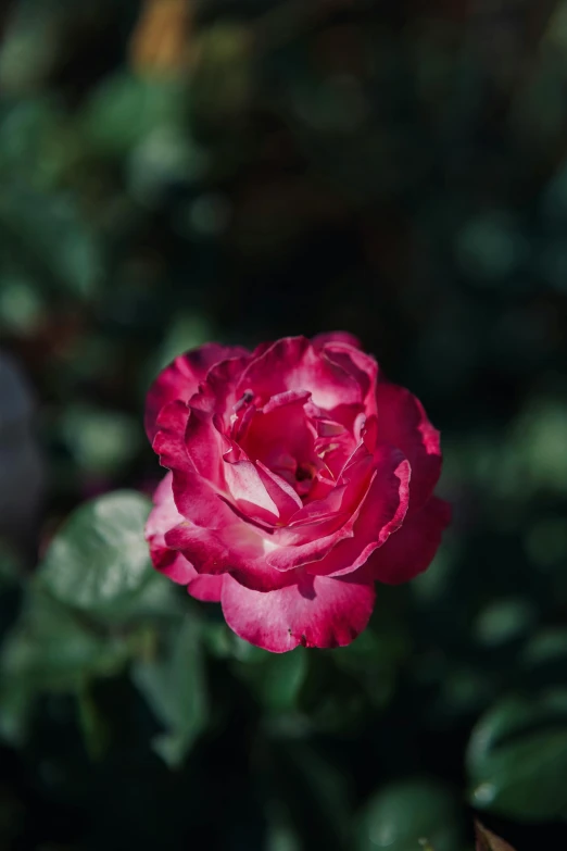 a pink flower with green leaves around it