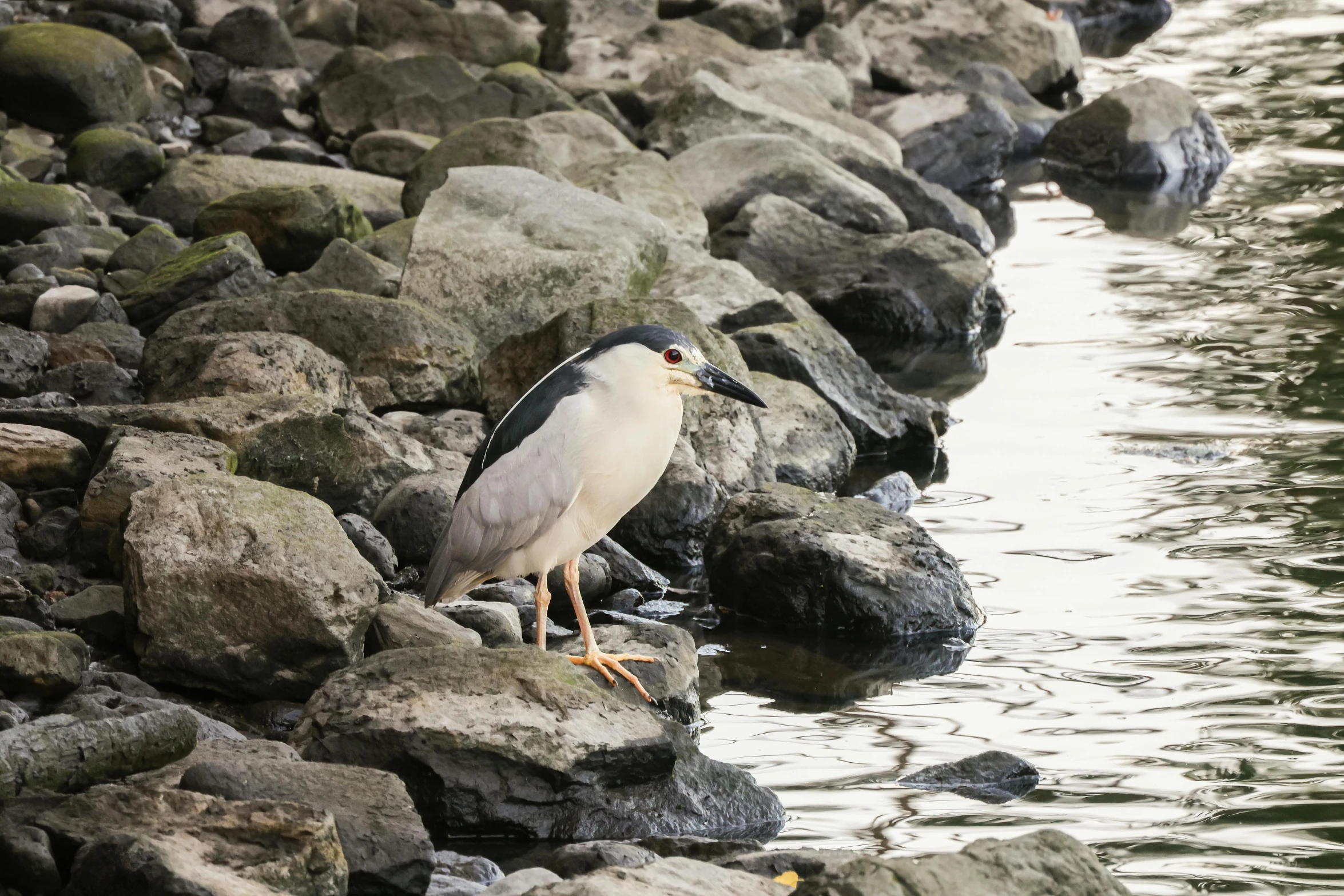 a bird standing on some rocks near the water