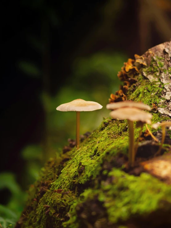 a small mushroom in the moss near a tree stump