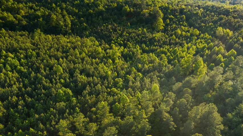 many trees in the forest looking very green