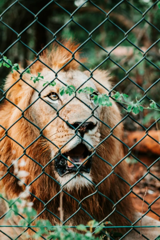 a lion is seen behind the chain link fence