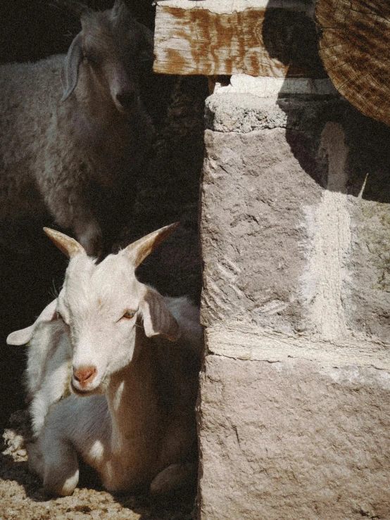 two goats resting against the wall of a stone house