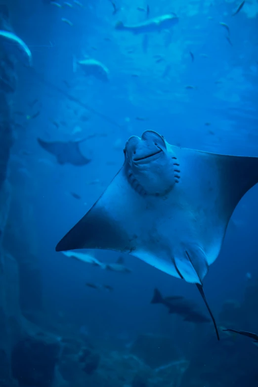 an adult manta ray swimming in the blue ocean