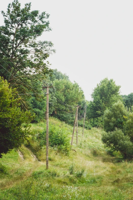 an area with very tall and small trees in the background