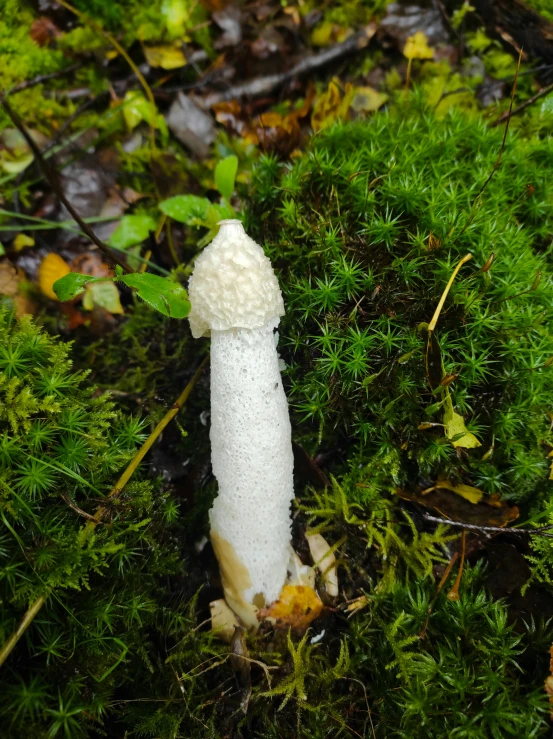 a very small white pipe sticking out from the ground