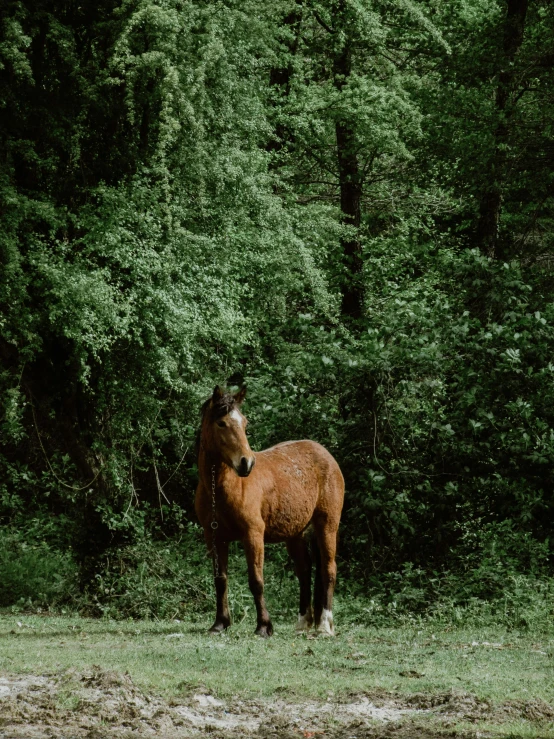 a horse that is standing in the grass