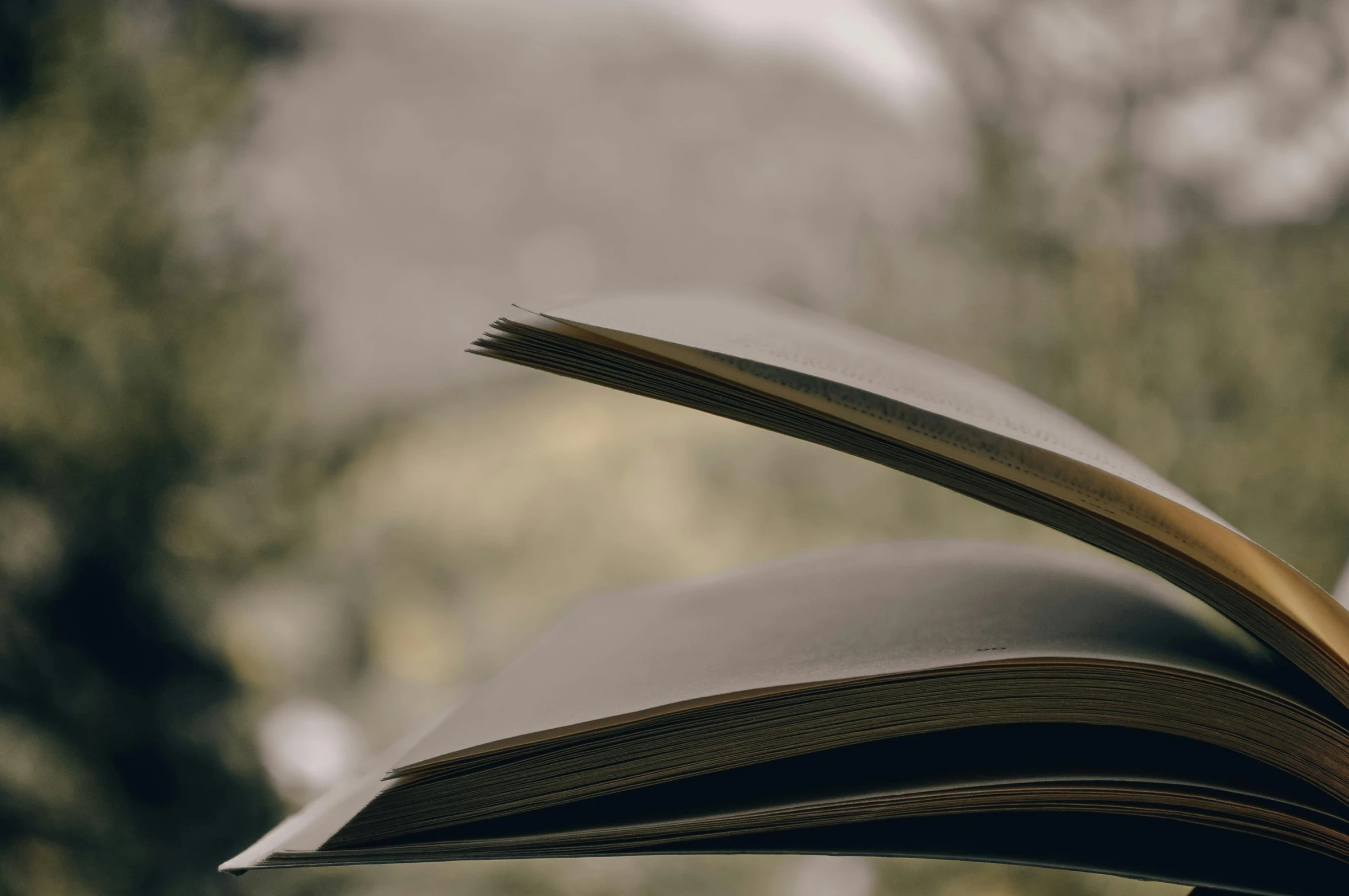 closeup image of an open book with trees in the background