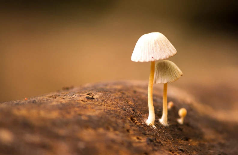 small mushrooms growing out of a rock