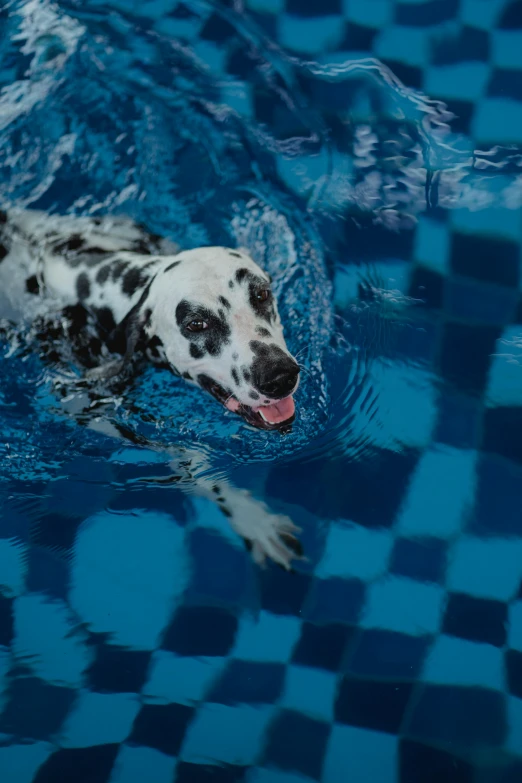 a dalmatian swims in a pool that has blue and black checkered walls