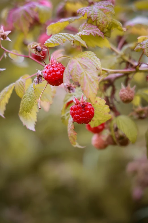 closeup of red and green leafy berries on tree