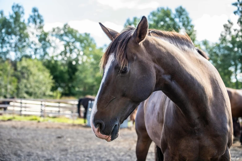 an adult horse in an enclosed area with other horses