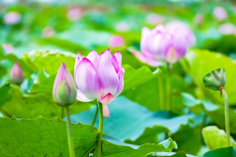 a couple of pink flowers sitting on top of a lush green field