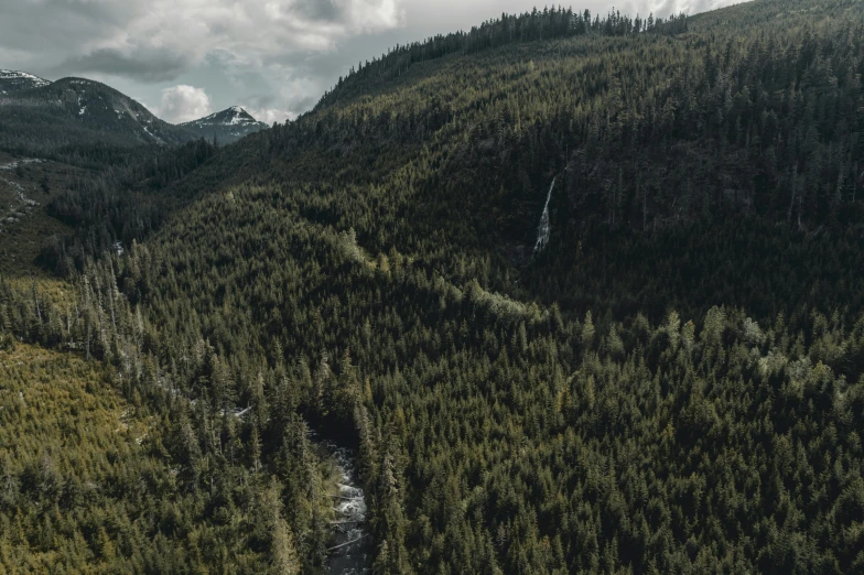 a stream that is running through a green forest