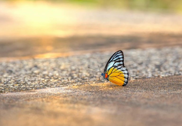 a erfly that is sitting on the road