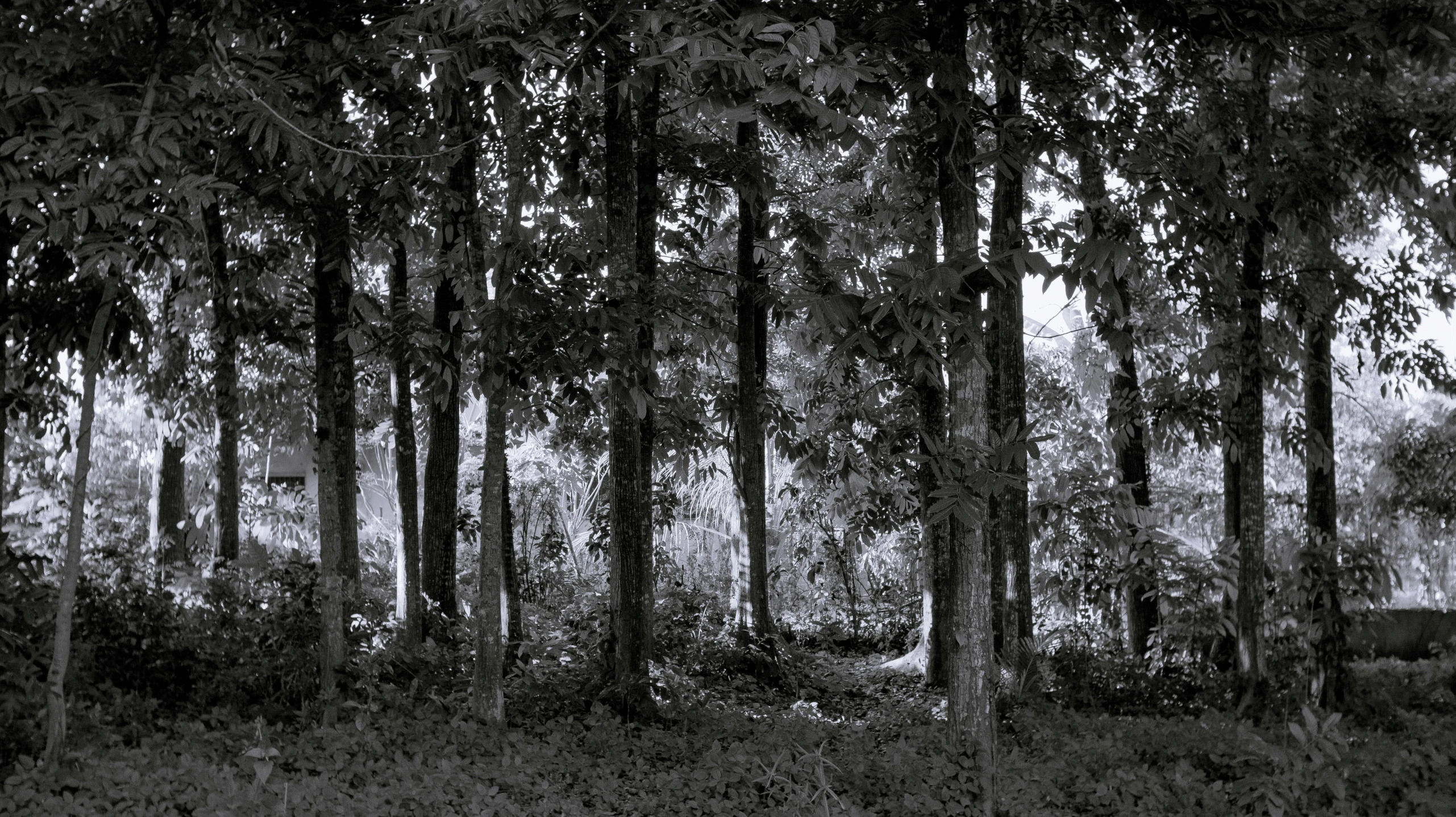 there is a dark wooded area with several tall trees