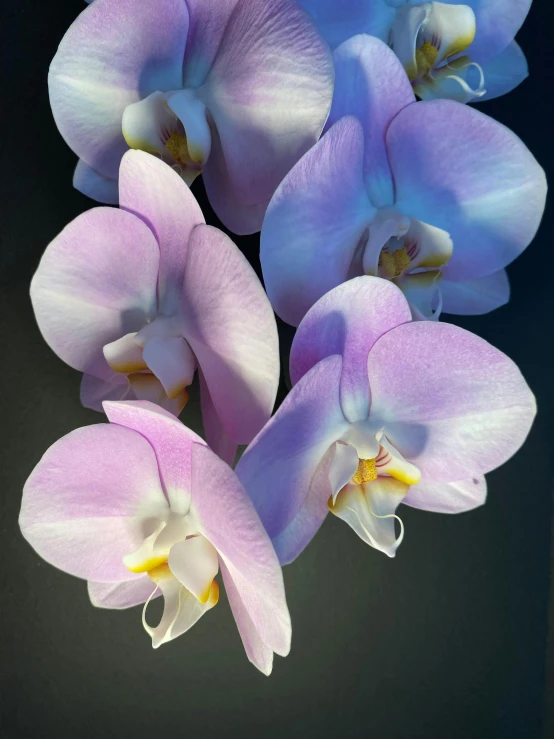 four purple flowers with white stamen in the middle