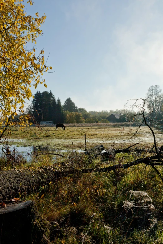 horse grazing in grassy field next to a river