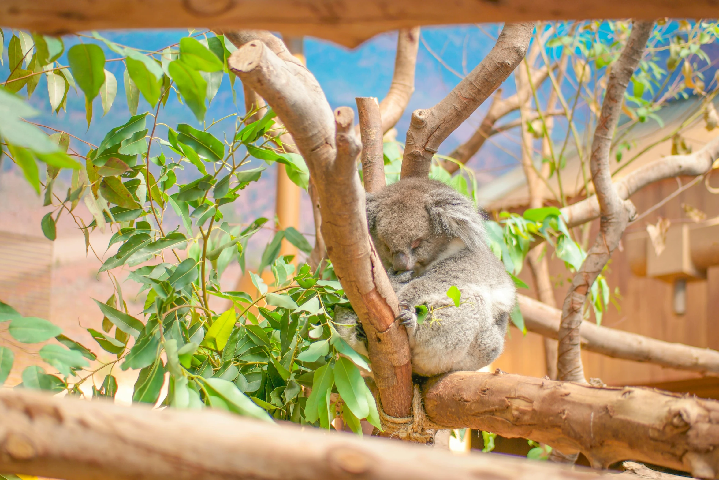 a koala resting in a tree by itself