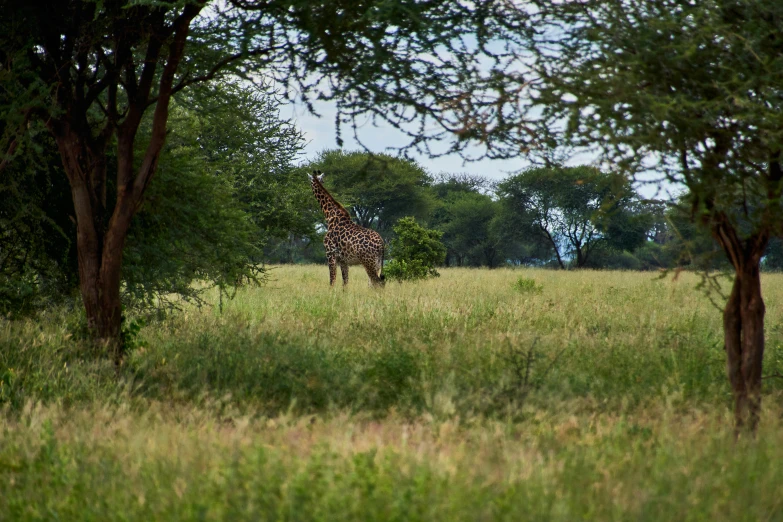 a giraffe standing in the middle of an open field