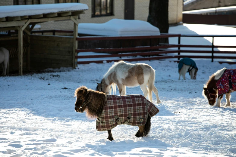 horses standing in the snow and wearing blankets