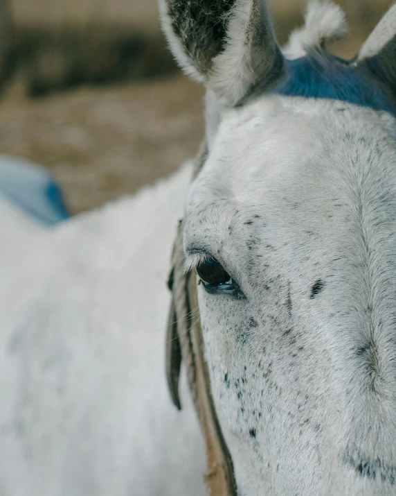 the horse is looking at soing while standing