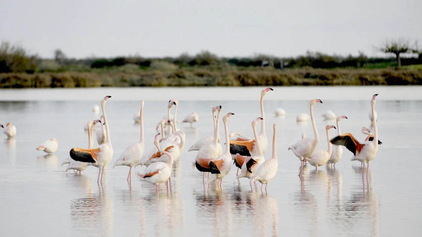 a group of flamingos standing on a lake while other birds watch