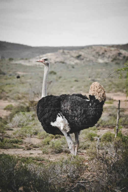 an ostrich is standing on a dirt path