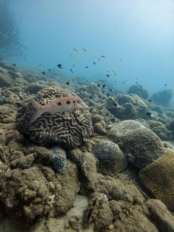 fish swimming over coral in the ocean water