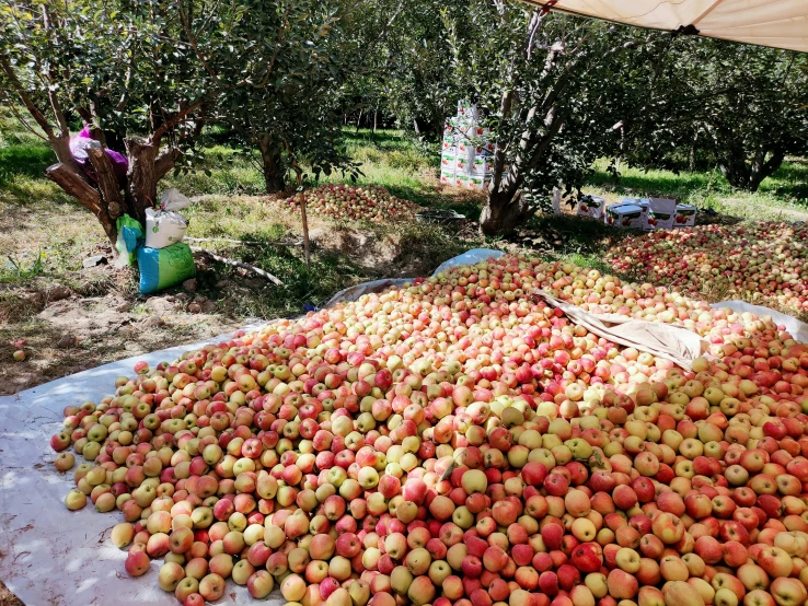 apples are arranged on the ground, covering by an umbrella