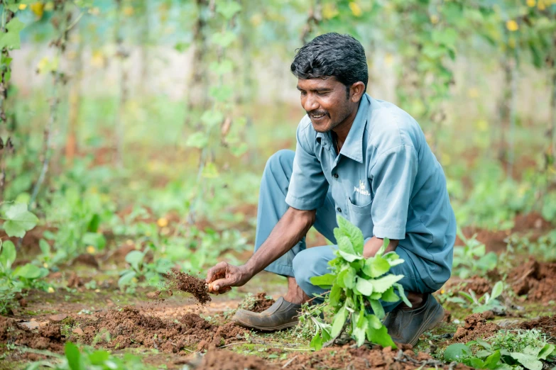 a man in a blue shirt squatting down to plant crops in the dirt