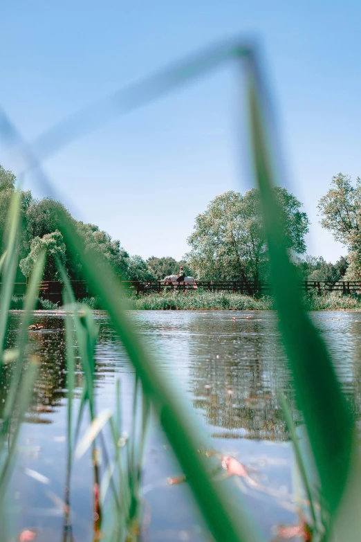 an open body of water surrounded by grass and trees