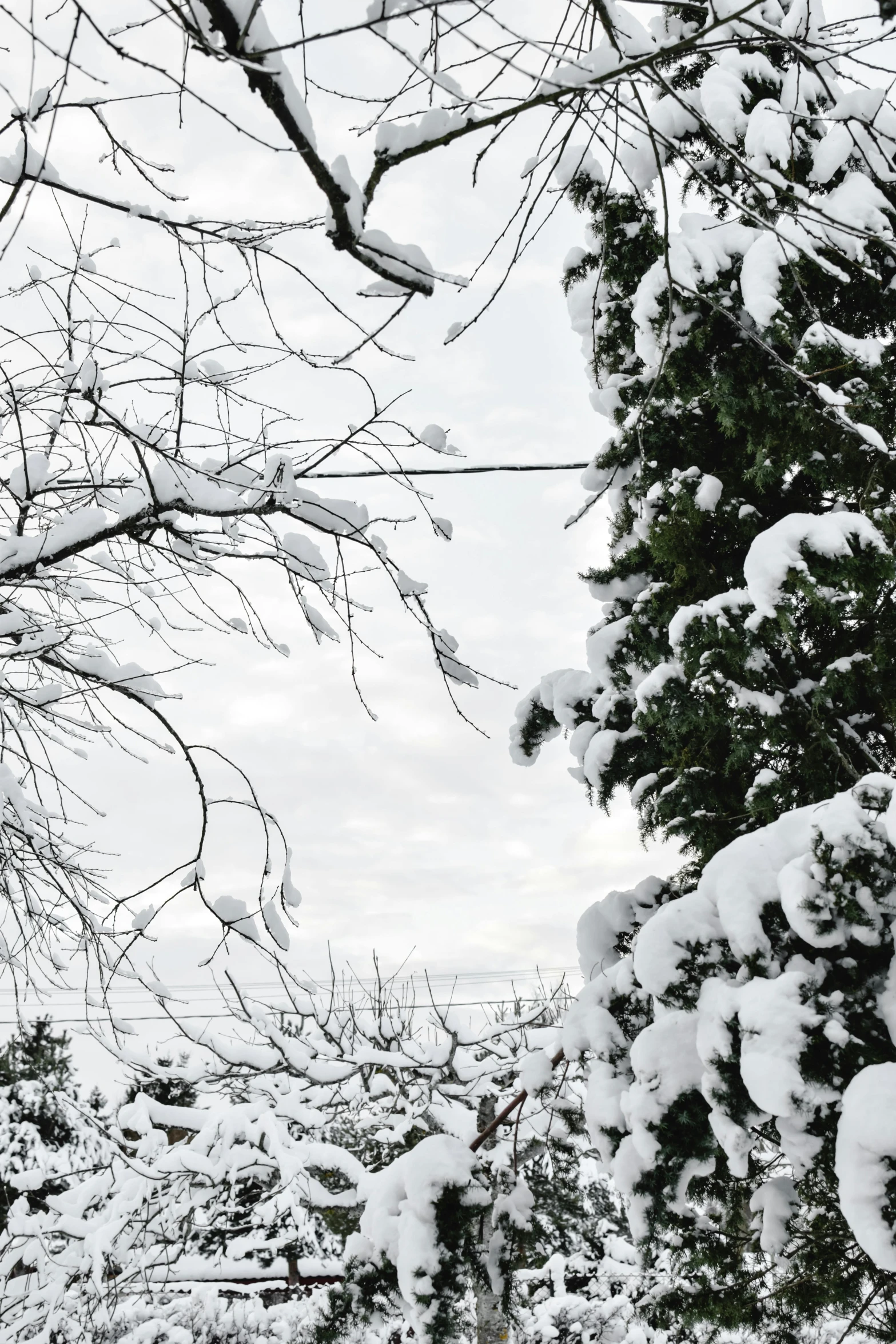 a snowy landscape with many evergreen trees and white clouds