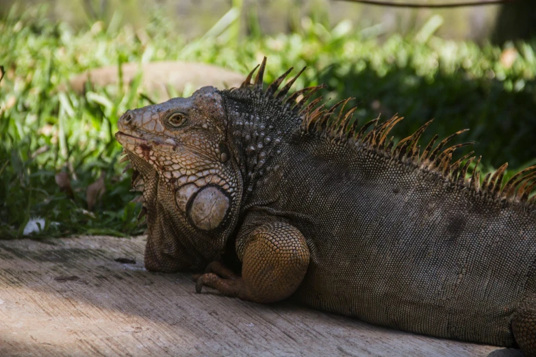 an iguana sits on a bench near grass