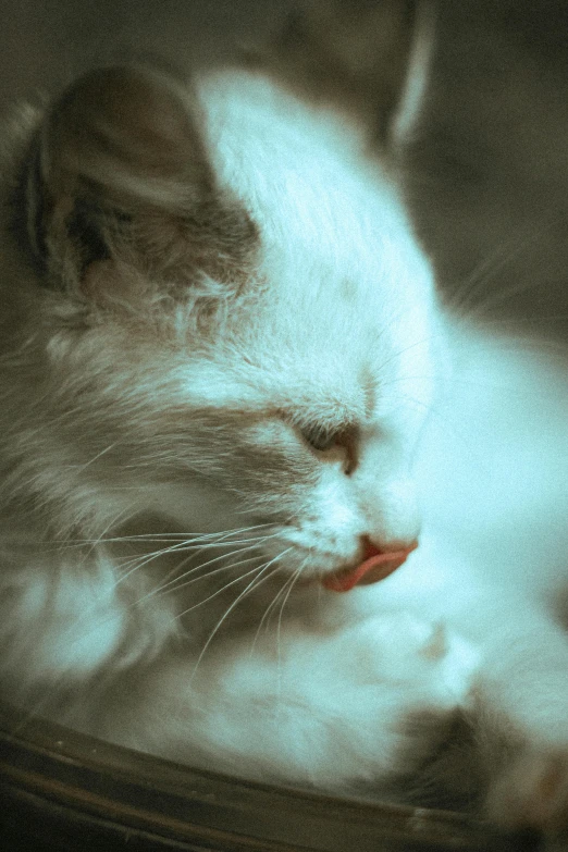 the head of a white cat with its eyes open