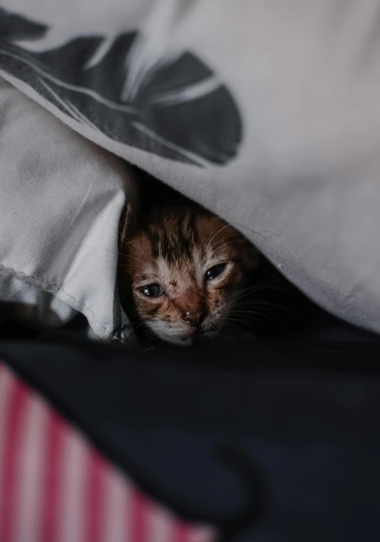 there is a cat hiding in the bag