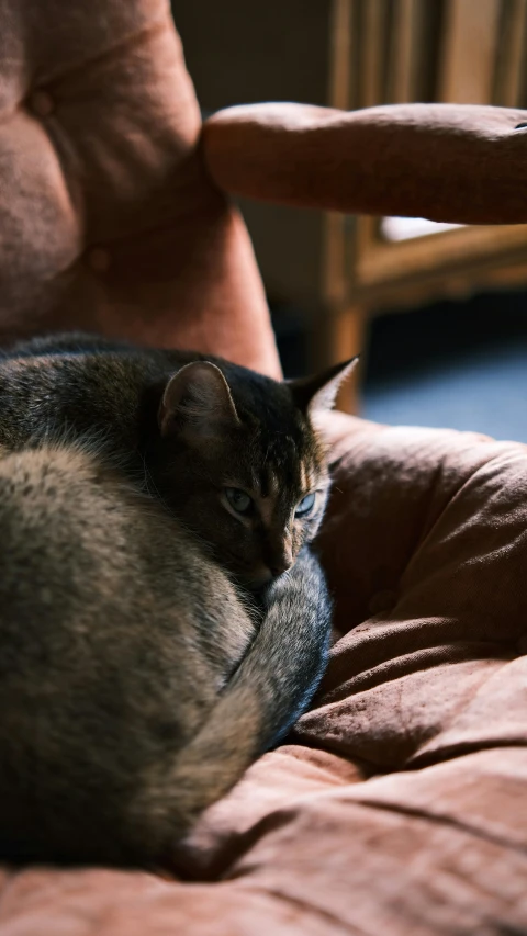 a cat that is curled up and asleep on a couch