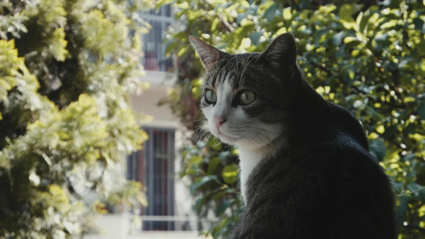 a black and white cat is sitting outside