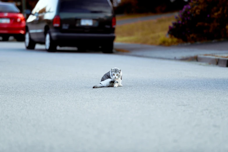 a bird is laying on the street next to parked cars