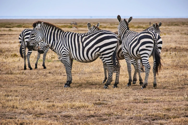 four zes standing in a grassy plain next to each other