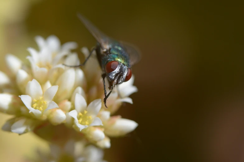 there is a fly sitting on the white flower