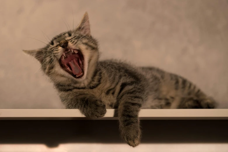 the kitten is yawning and on its hind legs