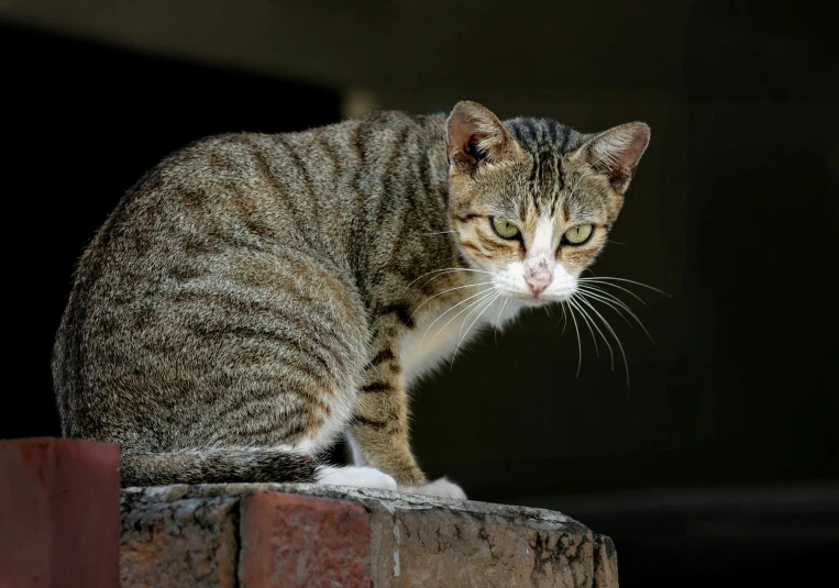 a cat with white whiskers sitting on the edge of a wall