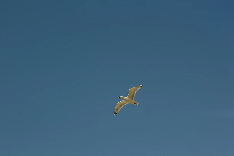 bird flying through the sky on a clear day