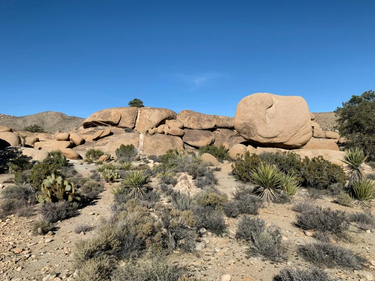 rocky landscape with cactus and bushes with blue sky