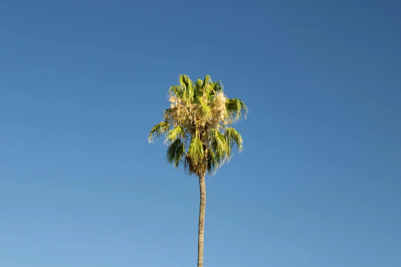 there is a tall palm tree and the sky in background