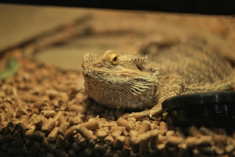 an ornate lizard sits on some pebbled rocks