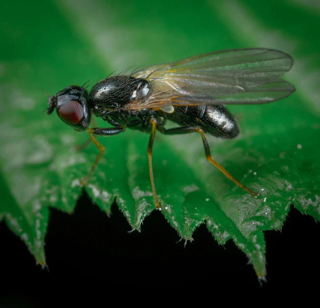 a black fly on a green leaf with drops