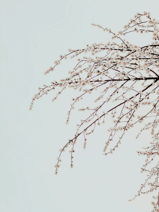 nches and nches of a tree with some white flowers