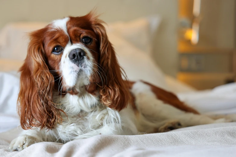 this is a dog sitting on the bed in a bedroom