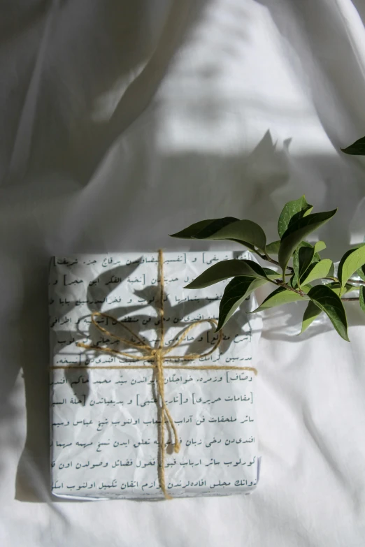 a green plant sitting on top of a book